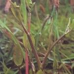 Ranunculus ophioglossifolius Hábito