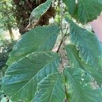 Ulmus carpinifolia Feuille