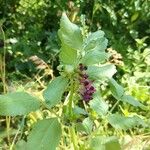 Vicia serratifolia Květ