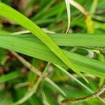 Carex pendula Feuille