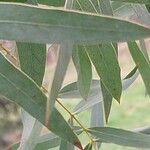 Eucalyptus parvula Hoja