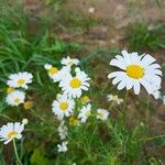 Anthemis arvensis Blüte