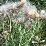 Cirsium arvenseFruit