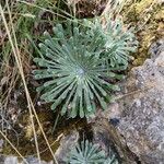 Saxifraga longifolia Flower