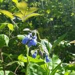 Mertensia paniculata Flor