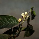 Guatteria ouregou Цветок