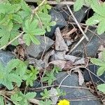 Potentilla reptans Hábito