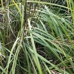 Miscanthus sacchariflorus Folha