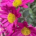 Tanacetum coccineum Fiore