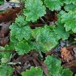 Tellima grandiflora Folha