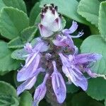 Coleus caninus Flower