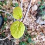 Viburnum lantana Лист