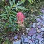 Castilleja miniata Çiçek