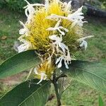 Schaueria calytricha Flor