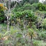 Myodocarpus crassifolius Hábito