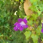Maurandya barclayana Flor