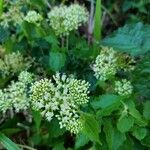 Mikania scandens Flower