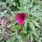 Hibiscus cannabinus Habit