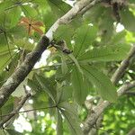 Myrianthus arboreus Blatt