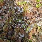 Epimedium stellulatum Blüte