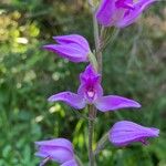 Cephalanthera rubra Flower