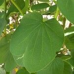 Bauhinia galpinii برگ