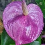 Anthurium andraeanum Flors