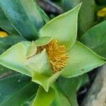 Hibbertia scandensFlower