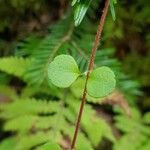 Linnaea borealis Folha