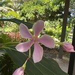 Medinilla magnificaŽiedas