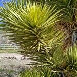 Yucca brevifoliaLeaf