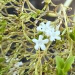 Valeriana apula Flower