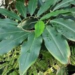 Costus spiralis Leaf