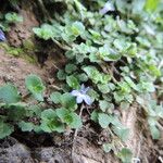 Lobelia minutula Flower