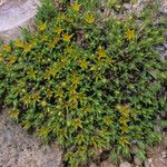 Paronychia sessiliflora ശീലം