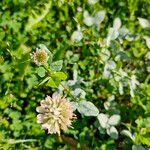 Trifolium hybridumFlower