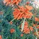 Leonotis leonurusFloare