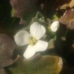 Arabis alpina Çiçek