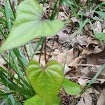 Dioscorea polystachya ഇല