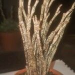 Euphorbia platyclada Hoja