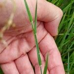 Alopecurus geniculatus Leaf