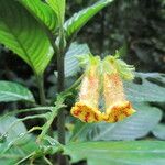 Gasteranthus wendlandianus Квітка