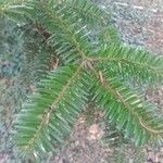 Abies numidica ഇല