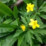 Anemone ranunculoidesFlower