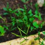 Cardamine bonariensis Fruit