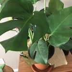 Monstera deliciosaFolha