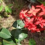 Ixora javanica Цветок