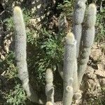 Cleistocactus hyalacanthus Pokrój