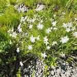 Dianthus spiculifolius Blüte