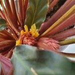 Calathea rufibarba Květ